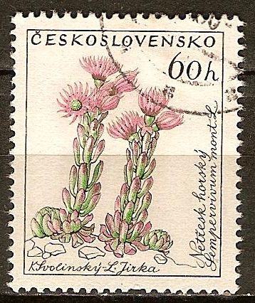 Netřesk montaña, Sempervivum mont. L.