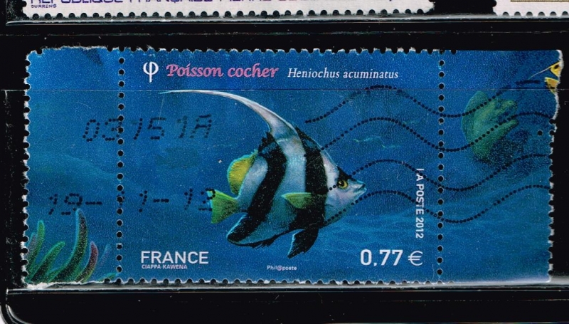 Poisson  Cocher ( Heniochus acominatus )