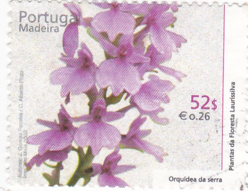 ORQUÍDEA- MADEIRA