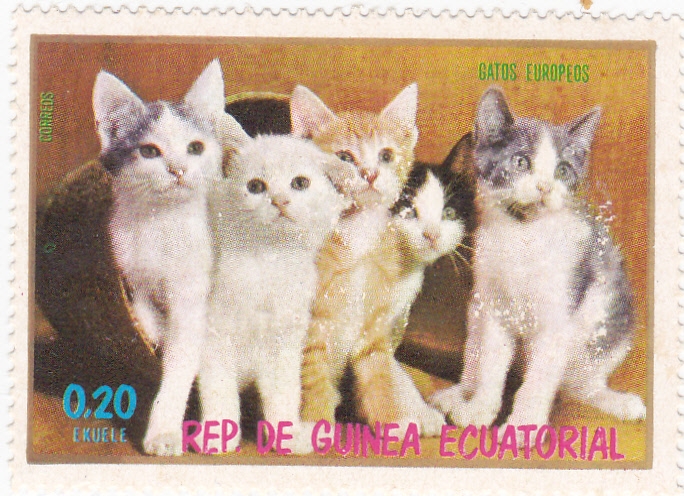 GATOS EUROPEOS