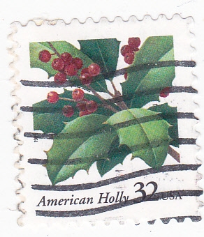 AMERICAN HOLLY- ARBOL