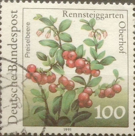 100 pf 1991