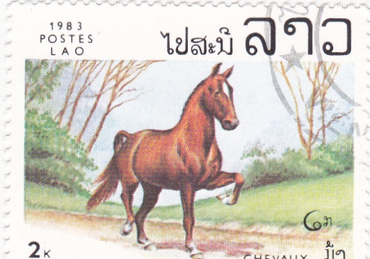 caballo