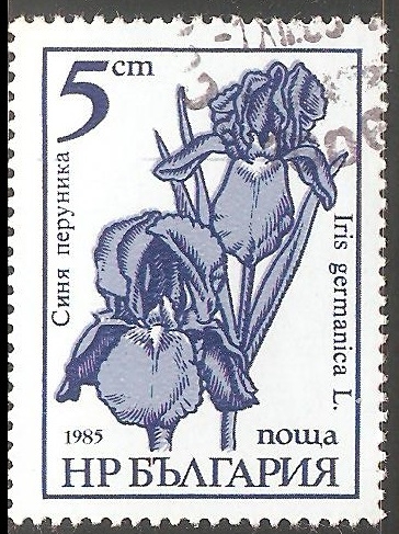 Iris Germanica