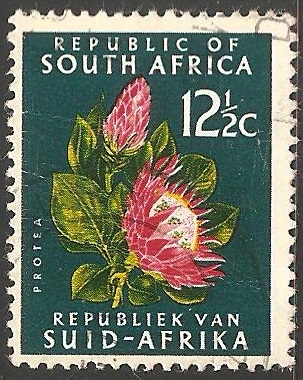 Protea