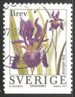 Iris sibirica