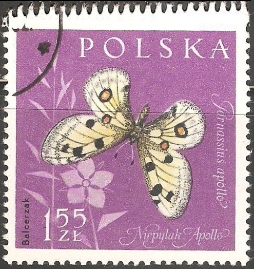 parnassius apollo