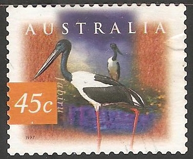 jabiru