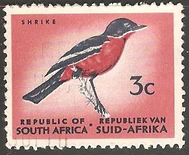 shrike