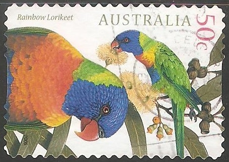 Rainbow lorikeet