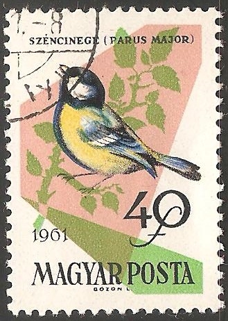 Parus major