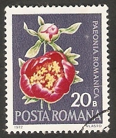 Flor paeonia romanica