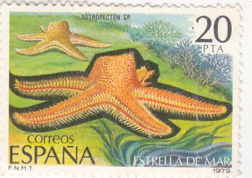 estrella de mar (22)