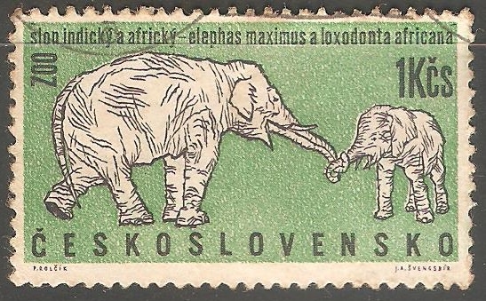 Elephans maximus- elefante asiático