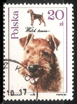 Czech fousek pointer