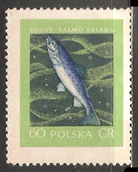 Salmon