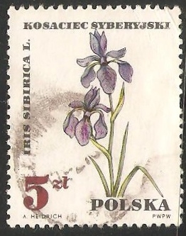 Iris sibirica, planta médica