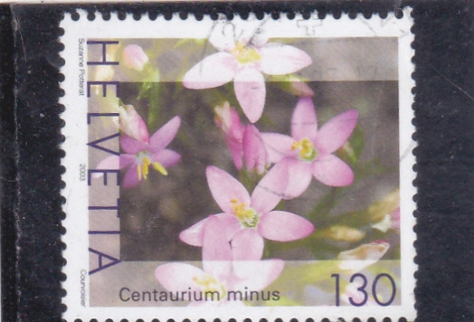 FLORES-CENTAURIUM MINUS