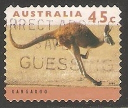  kangaroo-Canguro