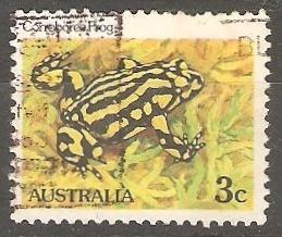 corroboree Frog