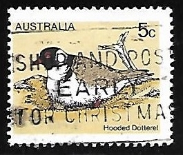 Hooded Dotterel