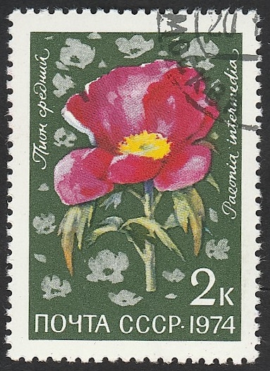 4103 - flor paeonia intermedia