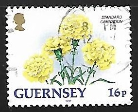 guernsey - Clavel estandart