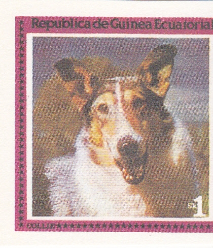 PERRO DE RAZA- COLLIE