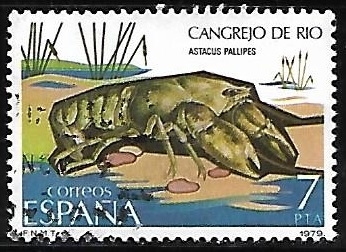 Fauna Invertebrados - Cangrejo de rio