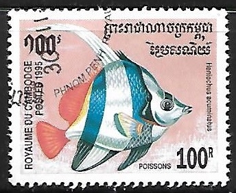 Pennat Coralfish 