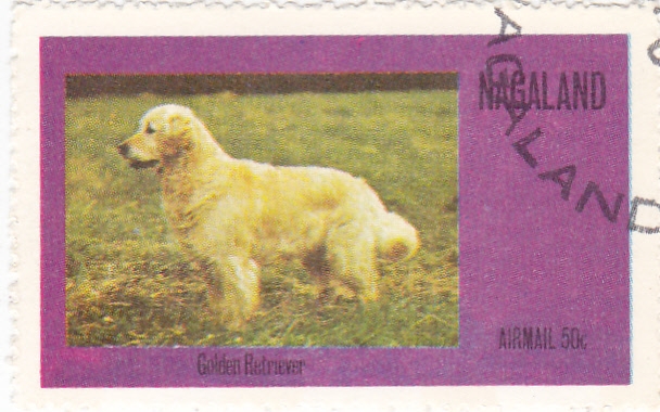 Perro de raza- golden retriever