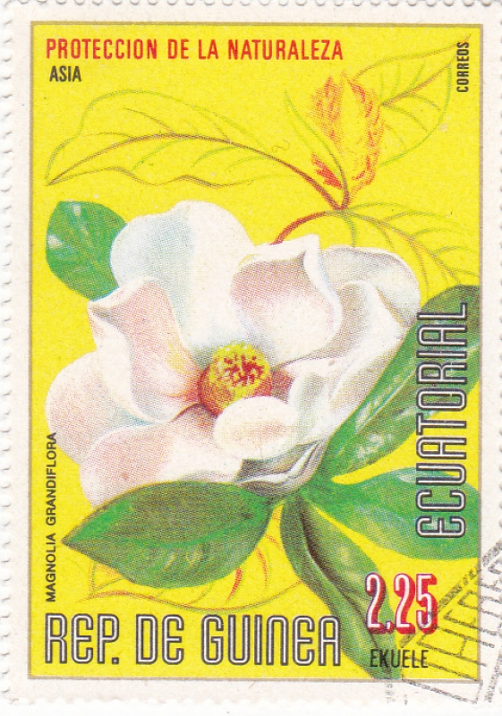 FLORES- MAGNOLIA GRANDIFLORA 