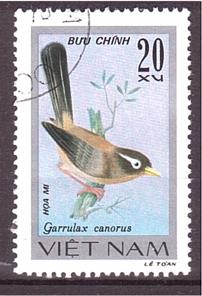 serie- Pajaros cantores