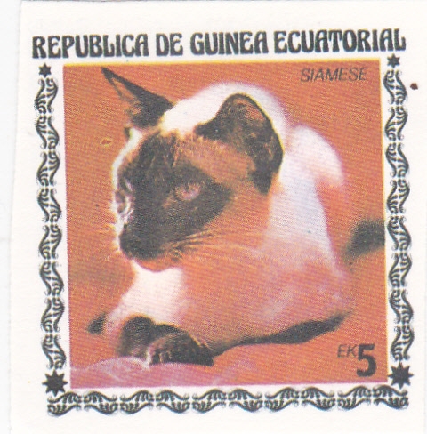 gatos de raza