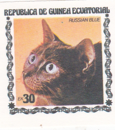 gatos de raza