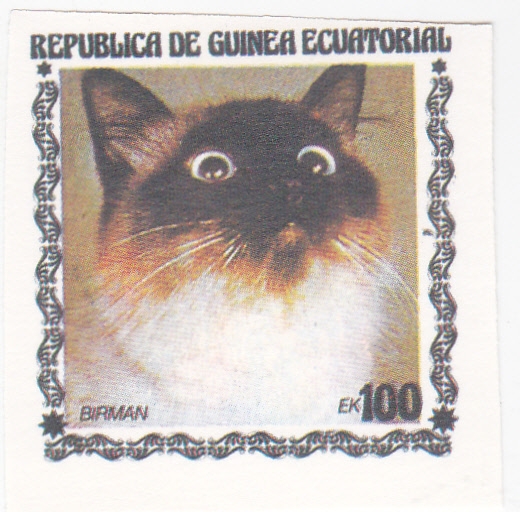 gatos de raza