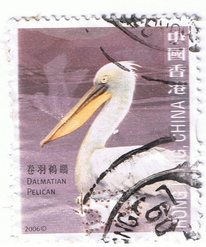 Dalmatian Pelican