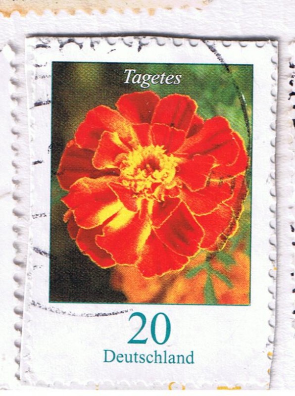 Tagetes