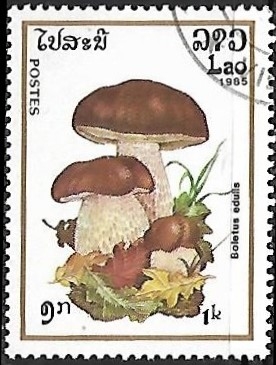 Setas - Boletus edulis