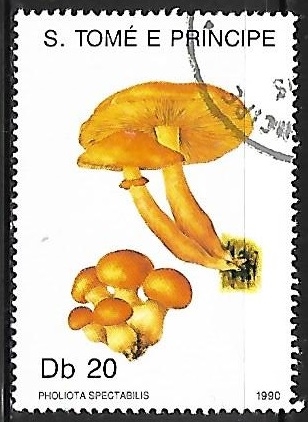 Setas - Pholiota spectabilis