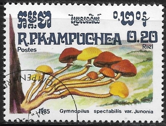 Setas - Gymnopilus spectabilis var. Junonina