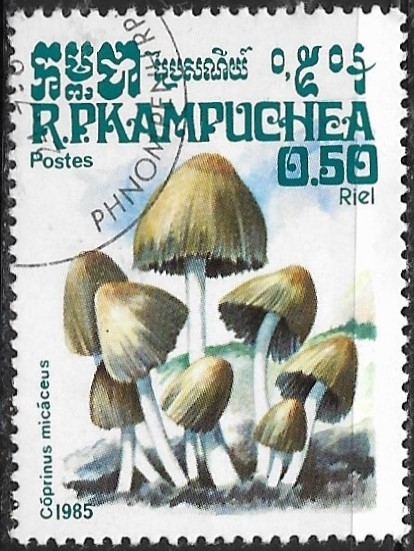 Setas - Coprinus micaceus