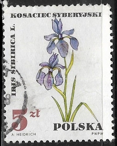 Flores - Iris sibirica