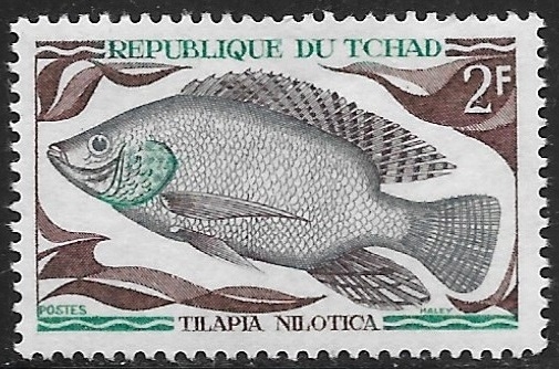 Peces - Tilapia nilotica