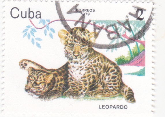 Leopardo