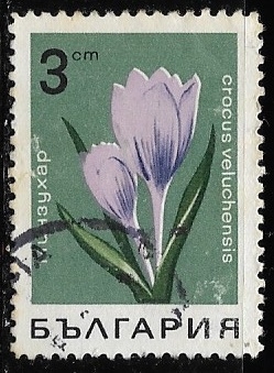 Crocus Veluchensis