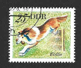 1752 - Collie (DDR)