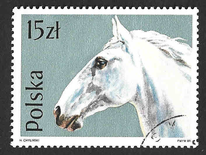 2894 - Caballo Lipizzano