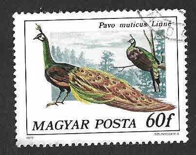 2472 - Pavo Real Culliverde