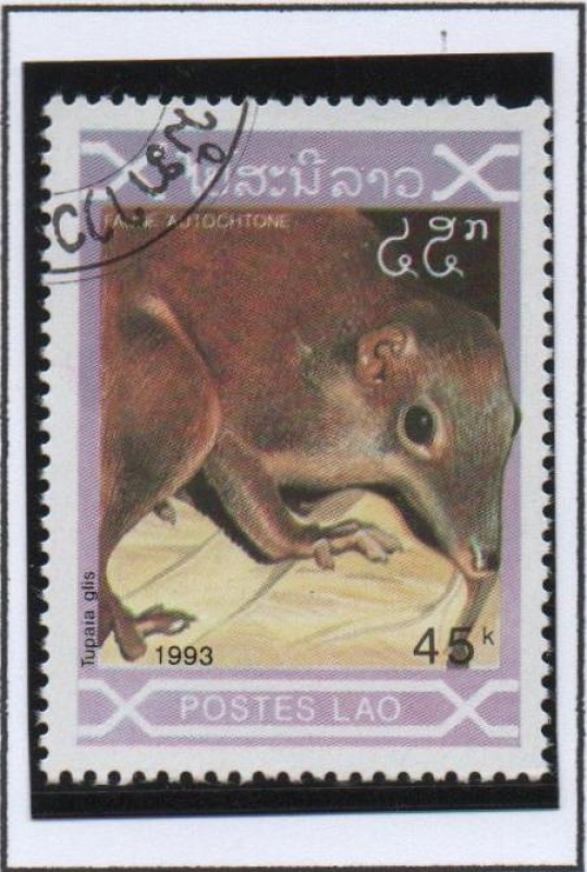 Tupaia Glis